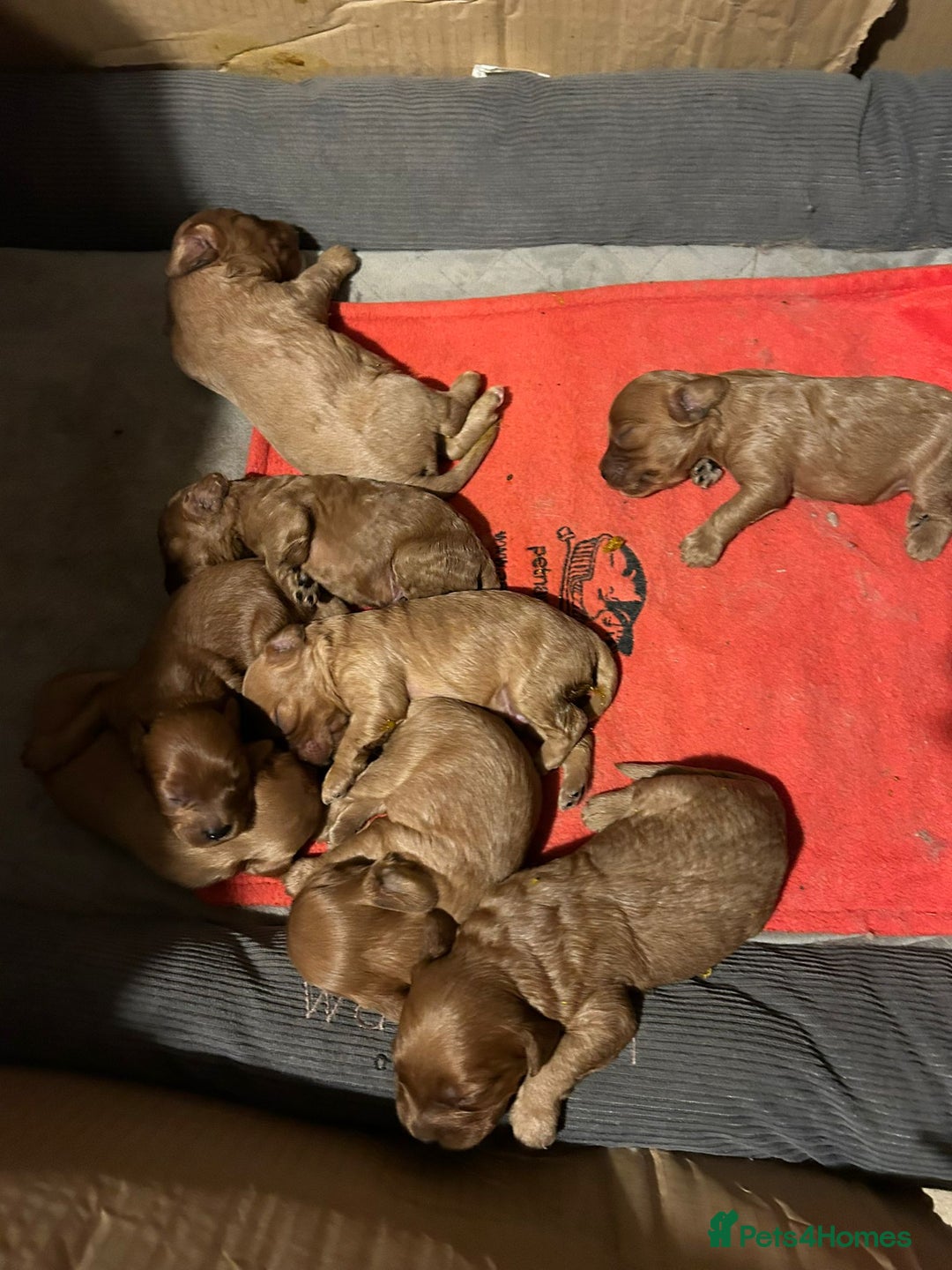 Cavapoo dogs for stud: PROVEN F1 Red Cavapoo stud-DNA Fully health tested - Advert 18