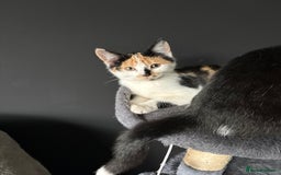 Mixed Breed cats for sale: 2 kittens - Advert 3