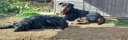 Rottweiler dogs for sale: IVOR KC REG ROTTWEILER PUP - Advert 7