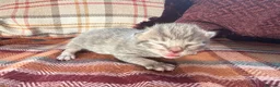 Mixed Breed cats for sale: Beautiful British Shorthaired Cross Kittens - Advert 19