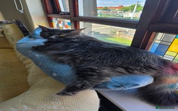 Maine Coon cats for sale: Shadow, smoky maine coon - Image 3