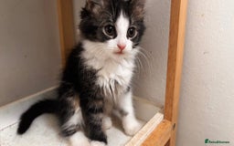 Mixed Breed cats for sale: 3 mixed female and 1 male  - Image 10