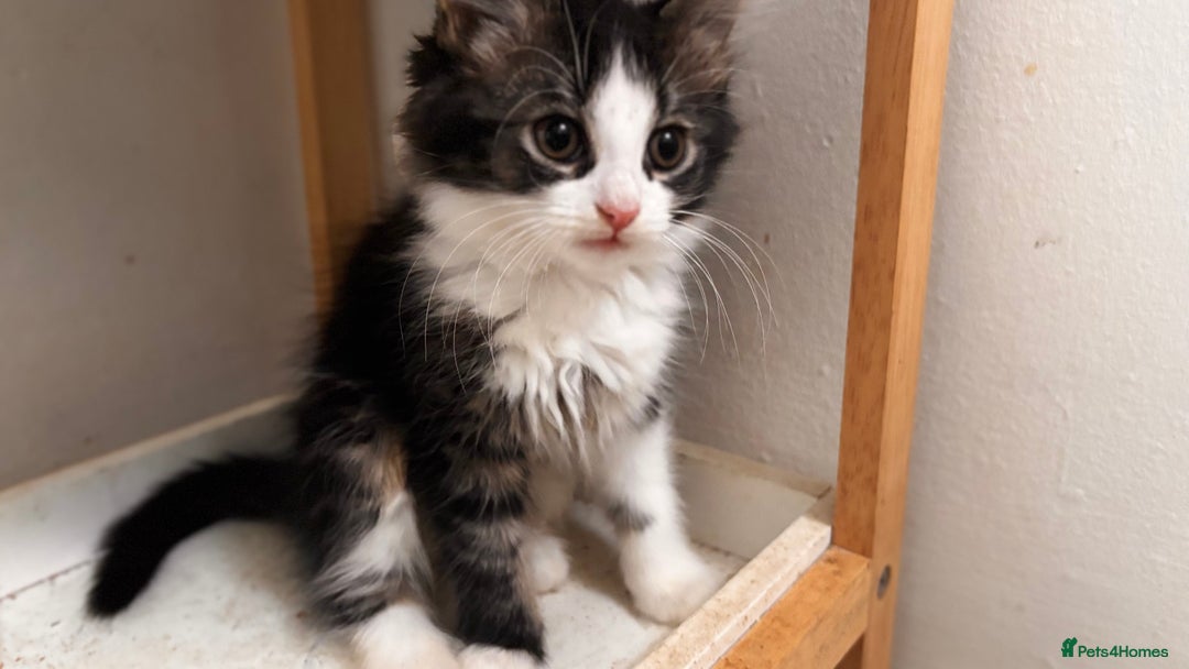 Mixed Breed cats for sale: 3 mixed female and 1 male  - Image 10
