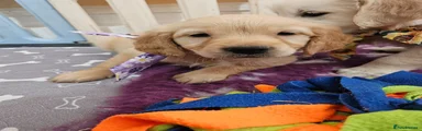 Golden Retriever Puppy 3