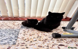 Mixed Breed cats for sale: Beautiful Fluffy Black Female Kitten  - Image 13