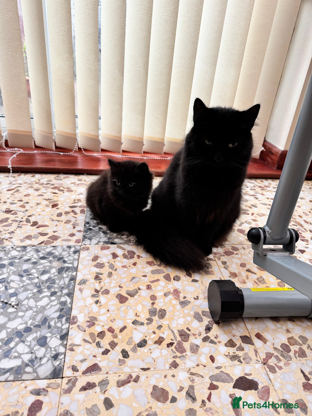 Mixed Breed cats for sale: Beautiful Fluffy Black Female Kitten  - Image 13