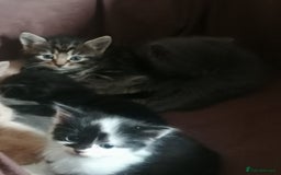 Mixed Breed cats for sale: Absolutely Gorgeous, Affectionate,playful kittens  - Image 5