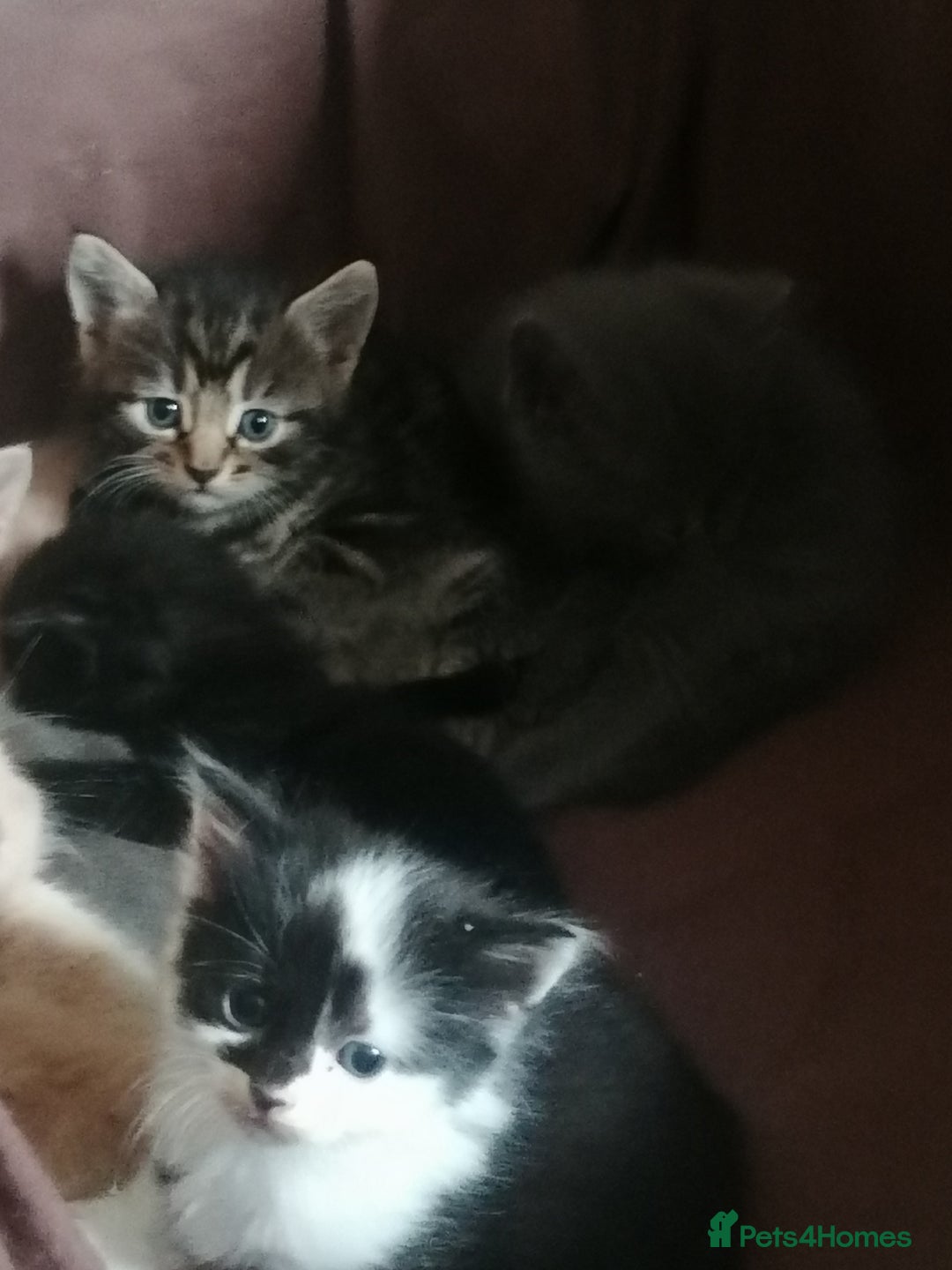 Mixed Breed cats for sale: Absolutely Gorgeous, Affectionate,playful kittens  - Image 5