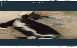 Domestic Shorthair cats for sale: Beautiful kittens ready for loving homes  - Image 9