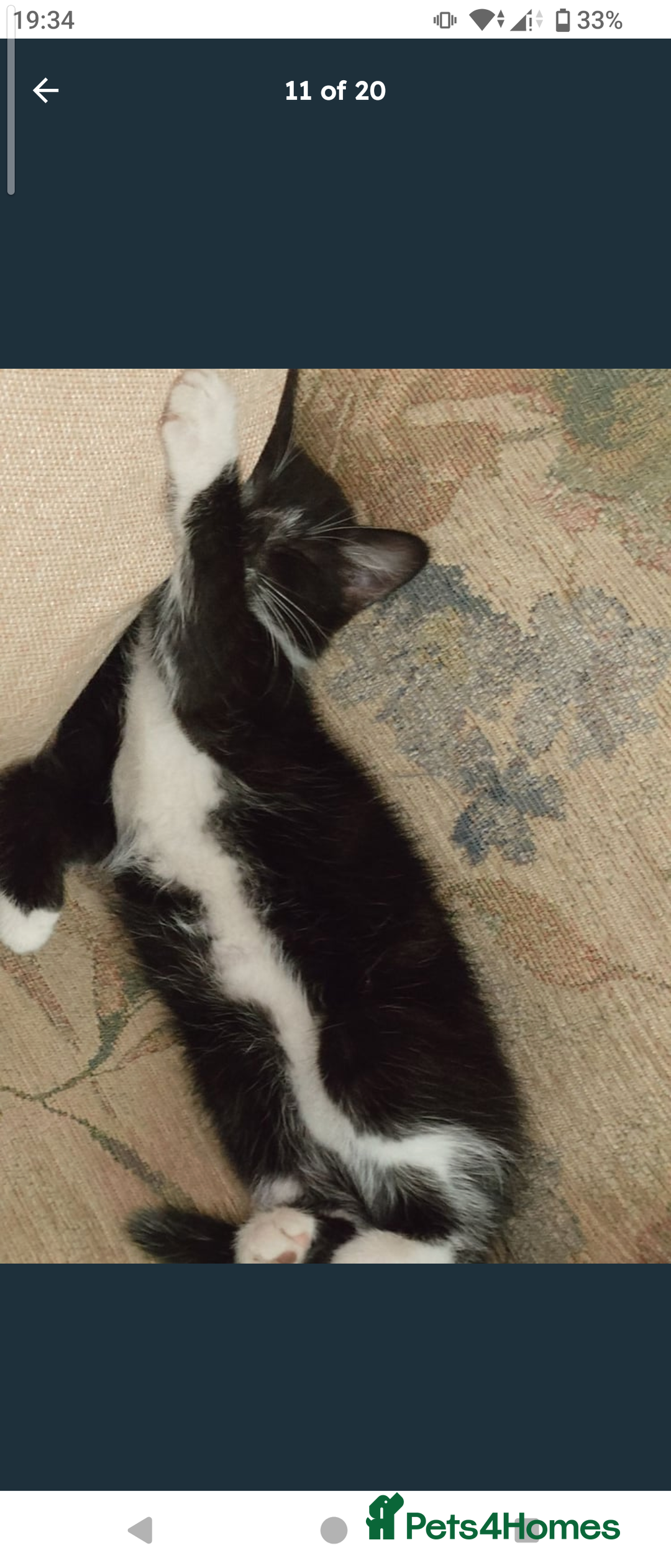 Domestic Shorthair cats for sale: Beautiful kittens ready for loving homes  - Image 9