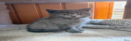British Shorthair cats for sale: British shorthair kittens “Ready now” - Advert 9