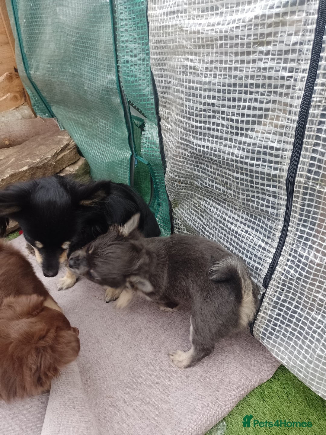 Chihuahua dogs for sale: Female Long Haired chihuahuas  - Image 9