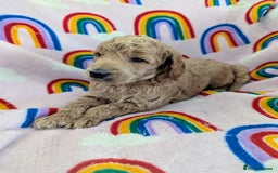 Miniature Poodle dogs for sale: Stunning Red & Phantom Poodles - Image 4