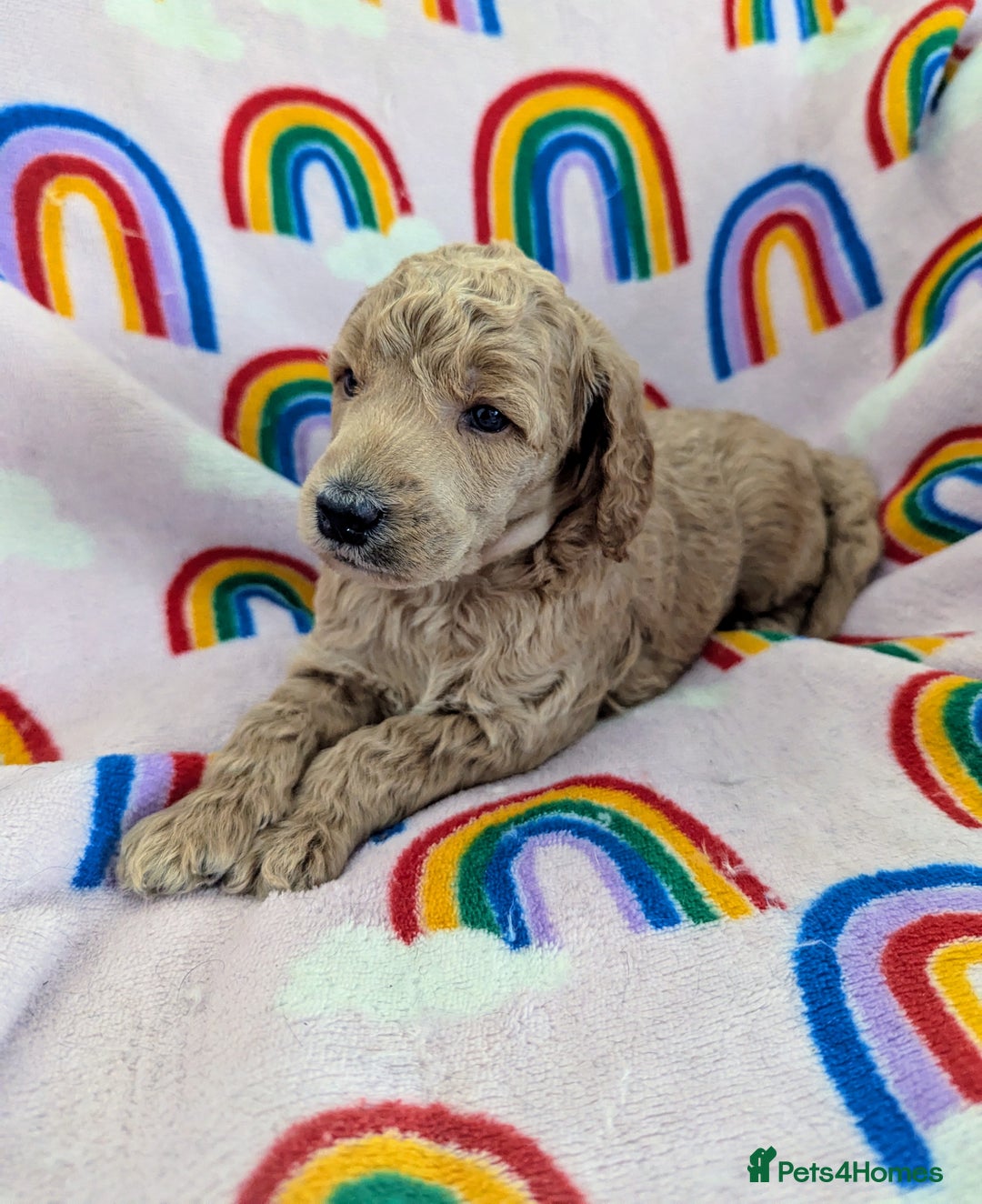 Miniature Poodle dogs for sale: Stunning Red & Phantom Poodles - Image 4
