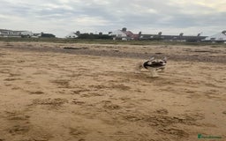 English Bulldog dogs for sale: Female english bulldog puppy  - Advert 8