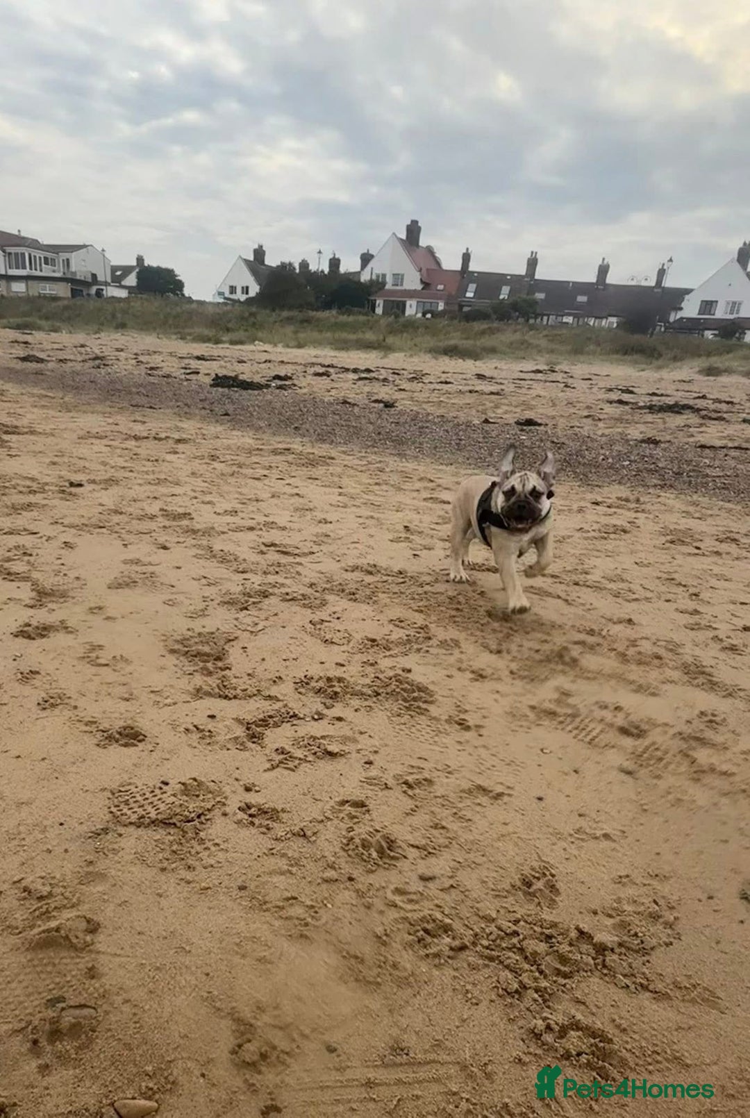 English Bulldog dogs for sale: Female english bulldog puppy  - Advert 8