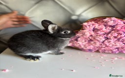 Netherland Dwarf rabbits for sale: rochelles_rabbits pure ND babies for sale - Image 9