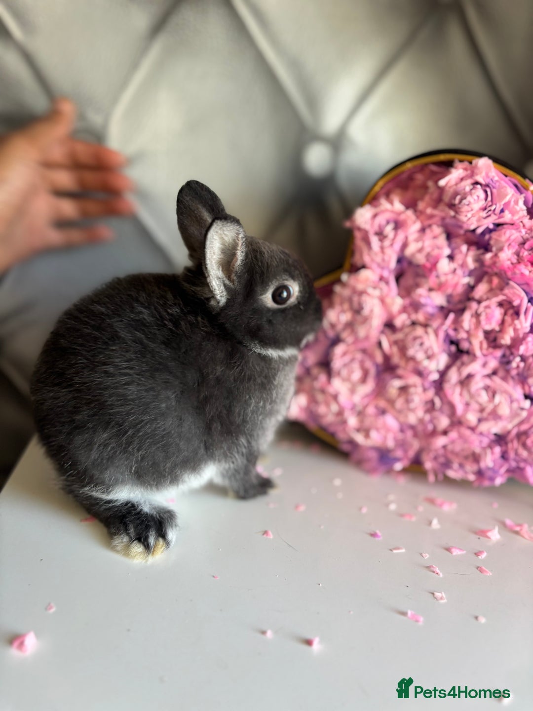 Netherland Dwarf rabbits for sale: rochelles_rabbits pure ND babies for sale - Image 9