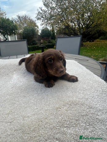 Miniature Dachshund dogs - Advert 1