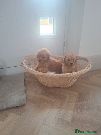 Cockapoo dogs - Advert 8