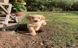 Golden Retriever dogs for sale: Golden Retriever Puppies – Family Raised - Image 4