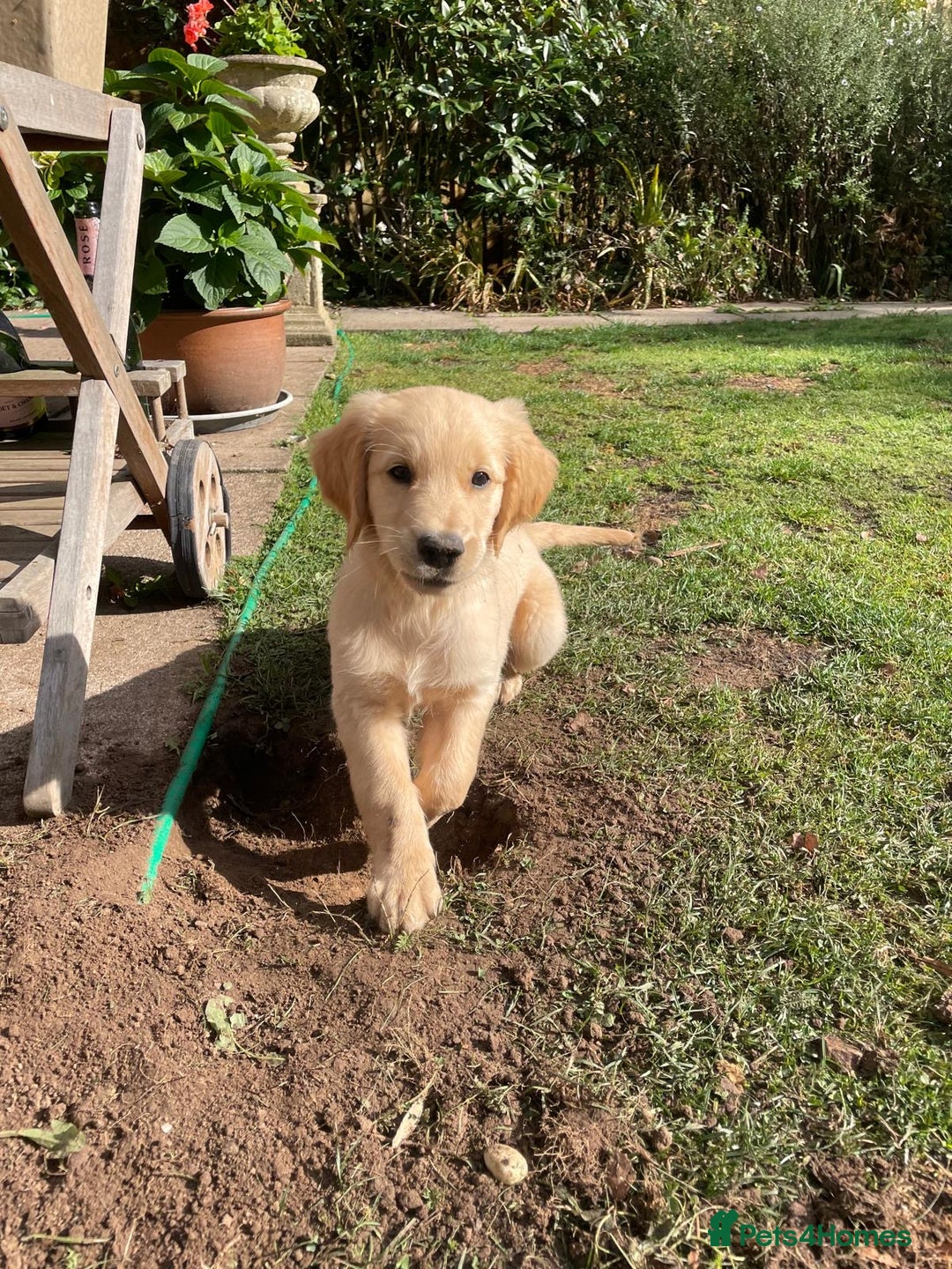 Golden Retriever dogs for sale: Golden Retriever Puppies – Family Raised - Image 4