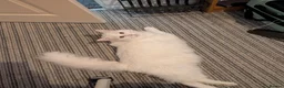 Mixed Breed cats for sale: Rehoming 1 year old Male  - Advert 5
