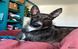 Mixed Breed dogs for sale: Belgian malinois x lurcher 10 months  - Image 3
