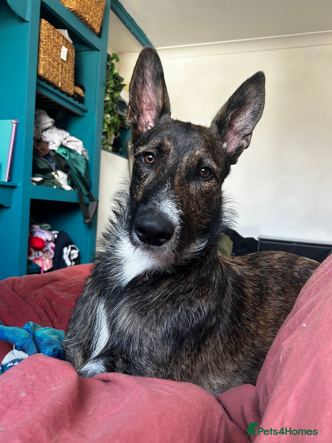 Mixed Breed dogs for sale: Belgian malinois x lurcher 10 months  - Image 3