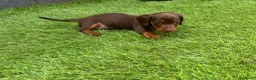 Miniature Dachshund dogs for sale: Miniature dachshund  - Advert 24