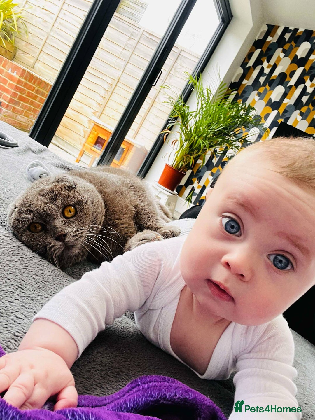 British Shorthair cats for sale: British fold - Advert 4