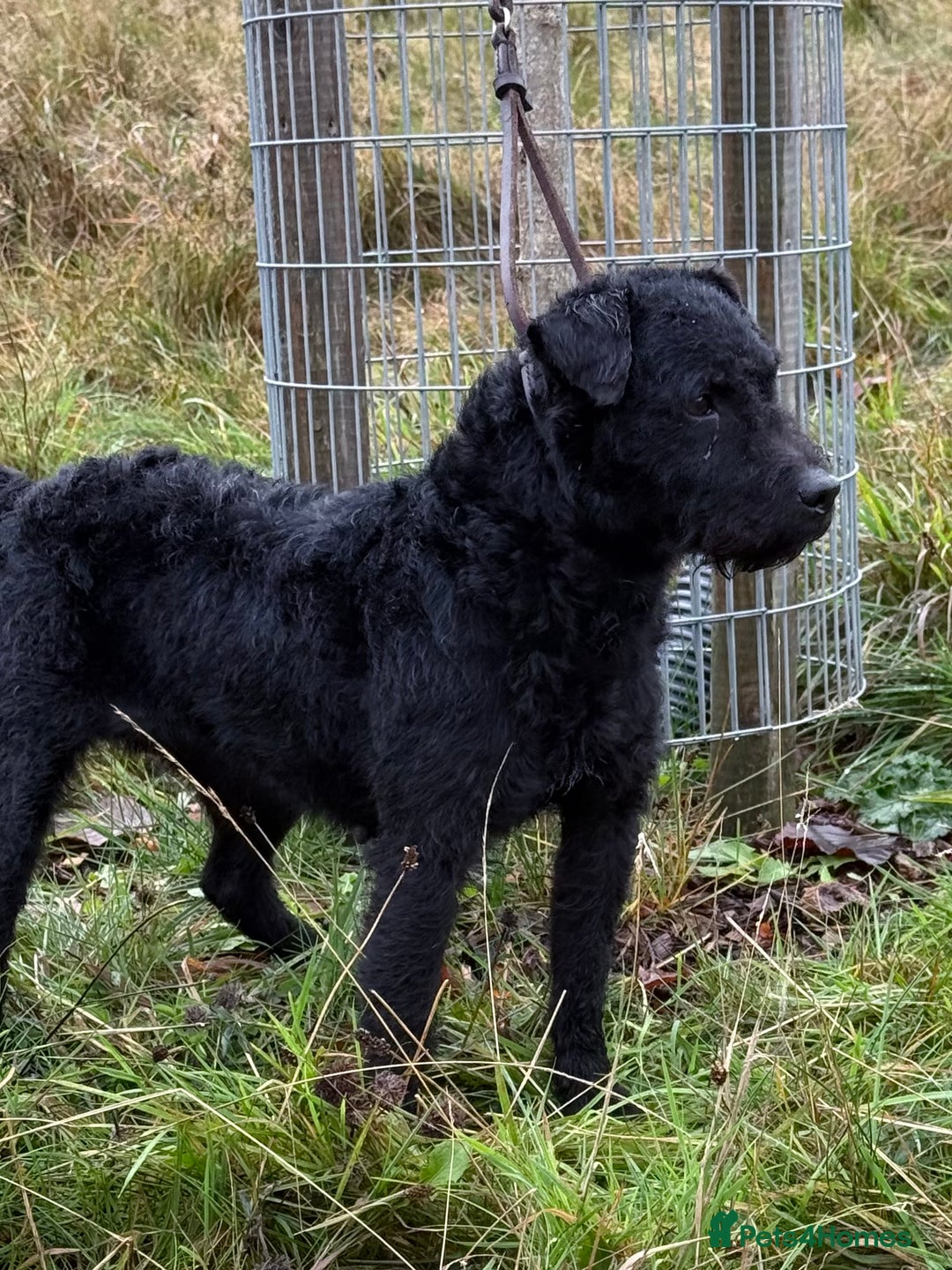 Patterdale Terrier dogs for sale: Beautiful black girl  - Advert 2