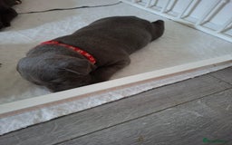 Staffordshire Bull Terrier dogs for sale: 1 female blue available ready to leave 28th August - Image 3