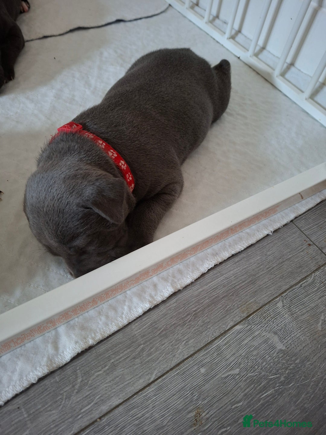 Staffordshire Bull Terrier dogs for sale: 1 female blue available ready to leave 28th August - Image 3