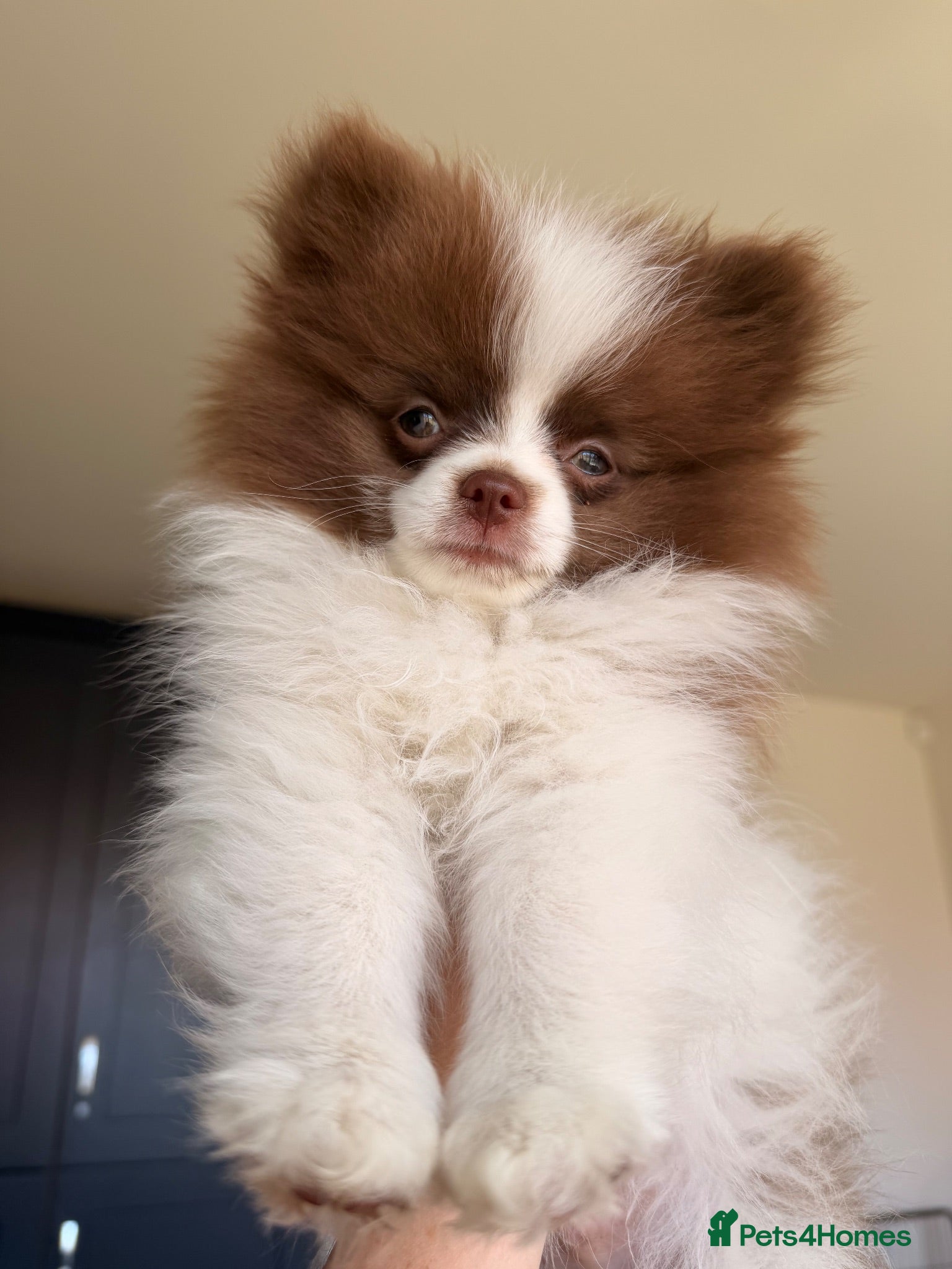 Pomeranian dogs Chocolate and white chi pom - Advert 6