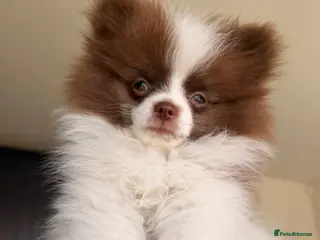 Pomeranian dogs Chocolate and white chi pom - Advert 6
