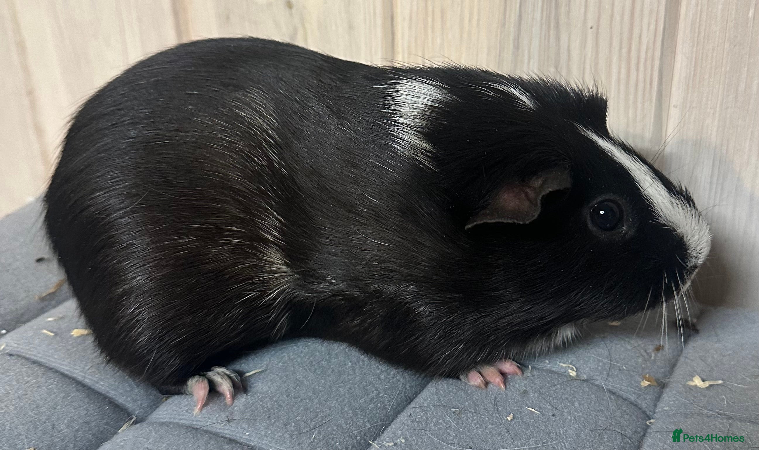 Guinea Pig rodents Three beautiful girls and one boar available  - Advert 11