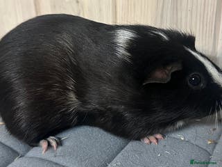 Guinea Pig rodents Three beautiful girls and one boar available - Advert 15