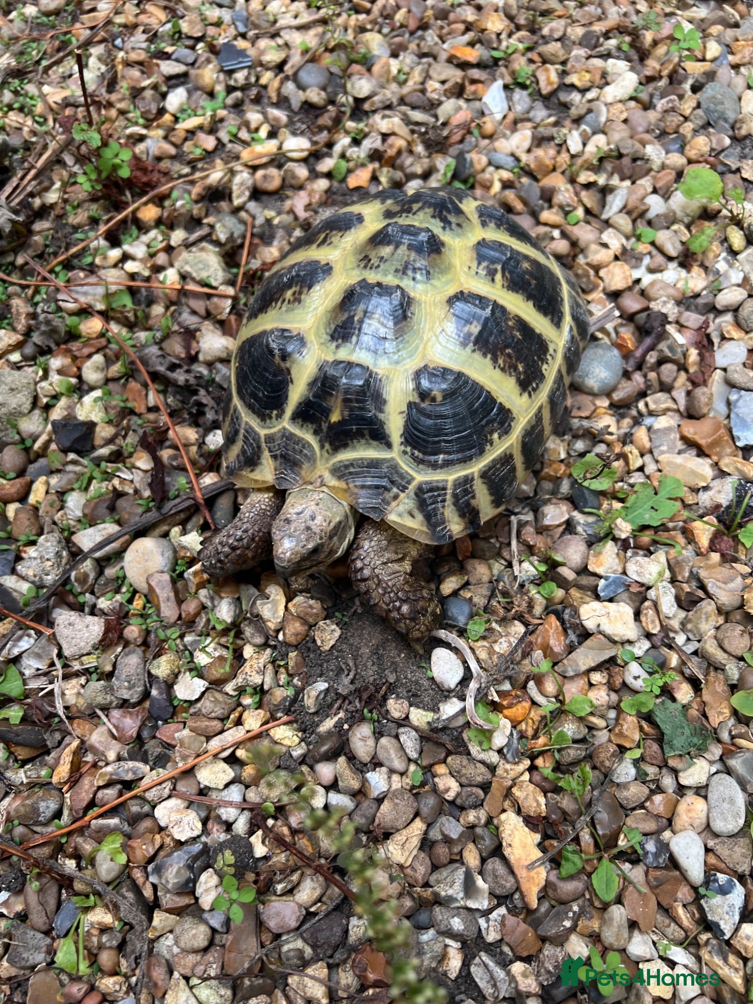Tortoise reptiles Horsefield girl for sale - Advert 1