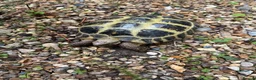 Tortoise reptiles for sale: Horsefield girl for sale in Harleston - Advert 1
