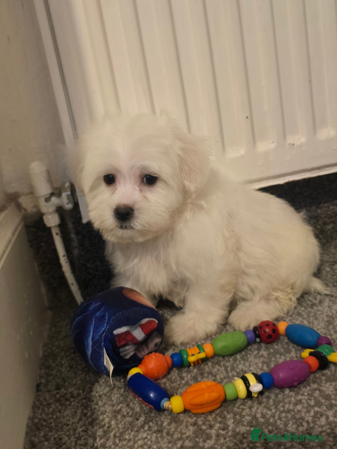 Maltese dogs for sale: Fully vaccinated💫Tiny Maltese! 1 boy left💫 - Advert 2