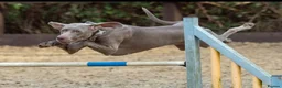 Weimaraner dogs for sale:  Beautiful KC Reg Puppies. Parents hip scored.  - Advert 2