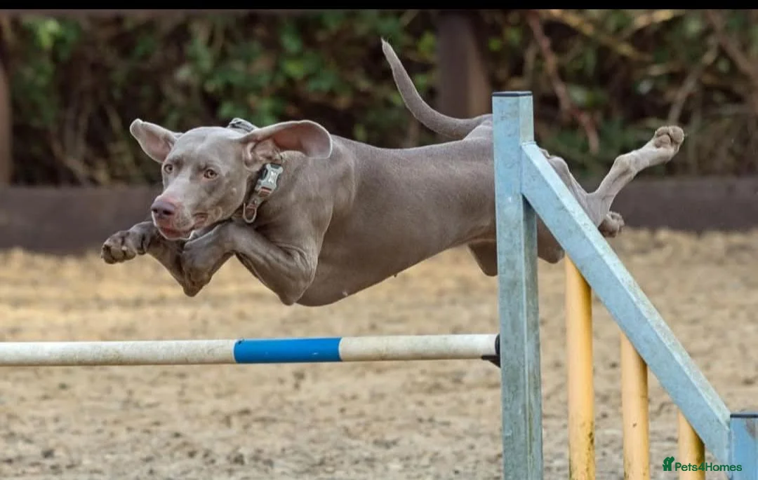 Weimaraner dogs for sale:  Beautiful KC Reg Puppies. Parents hip scored.  - Advert 2