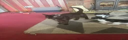 Mixed Breed cats for sale: Black/White Female kitten Black male kitten in Peterhead - Advert 4