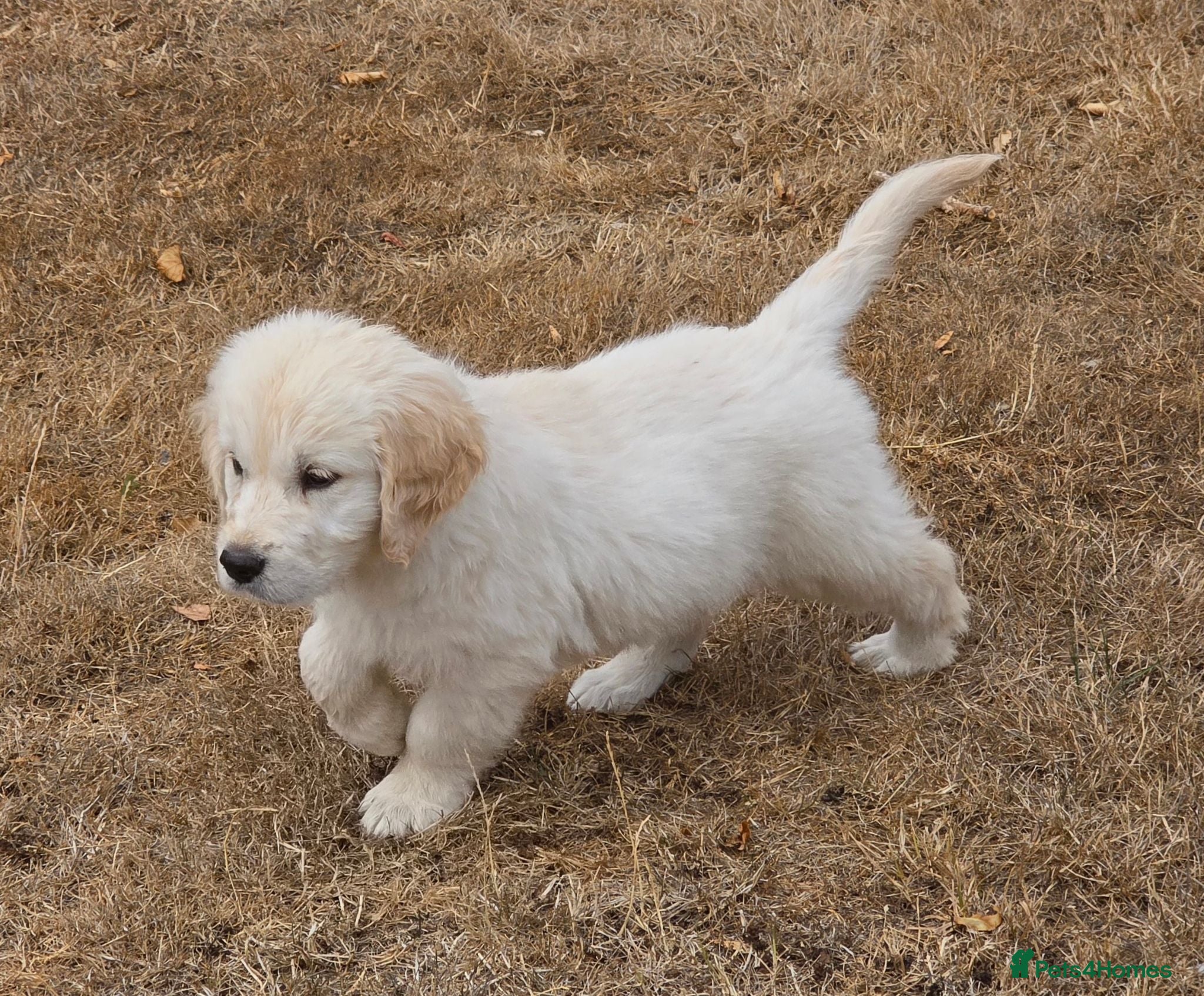 Golden Retriever dogs New home now sought - Advert 2