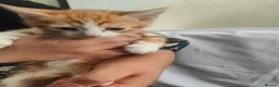 Mixed Breed cats for sale: 4 kittens available  - Advert 3