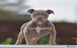 Old Tyme Bulldog dogs for sale: Why Settle for Less? 5⭐️Rated, 23 Years Experience - Image 10