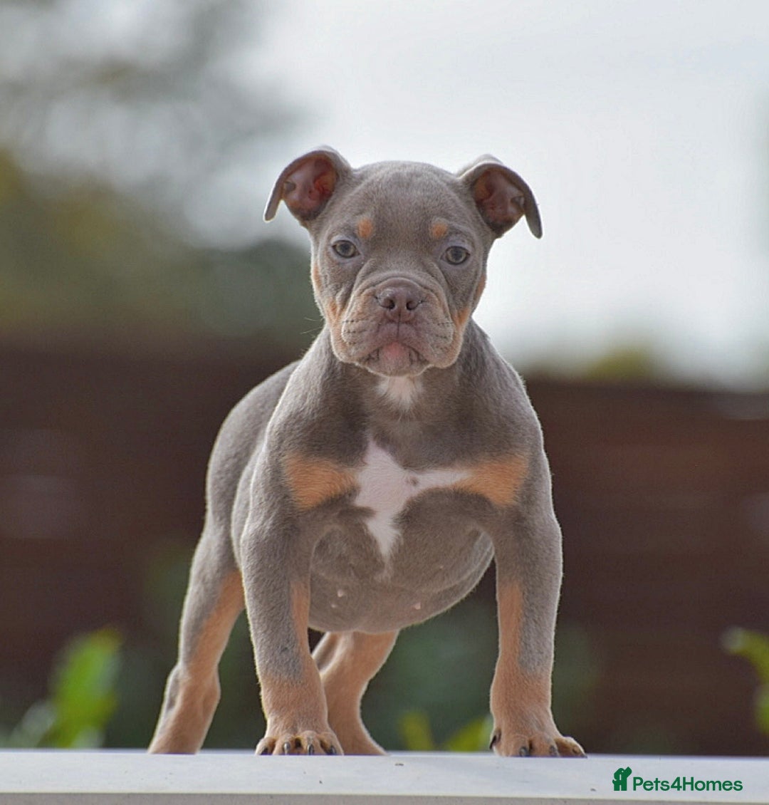 Old Tyme Bulldog dogs for sale: Why Settle for Less? 5⭐️Rated, 23 Years Experience - Image 10