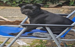 Mixed Breed dogs for sale: Staffy pug for sale - Image 1