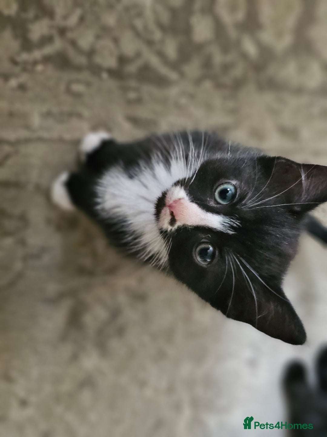 Mixed Breed cats for sale: 4 kittens looking for forever homes - Image 3